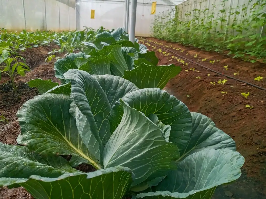 Farm at Gampola