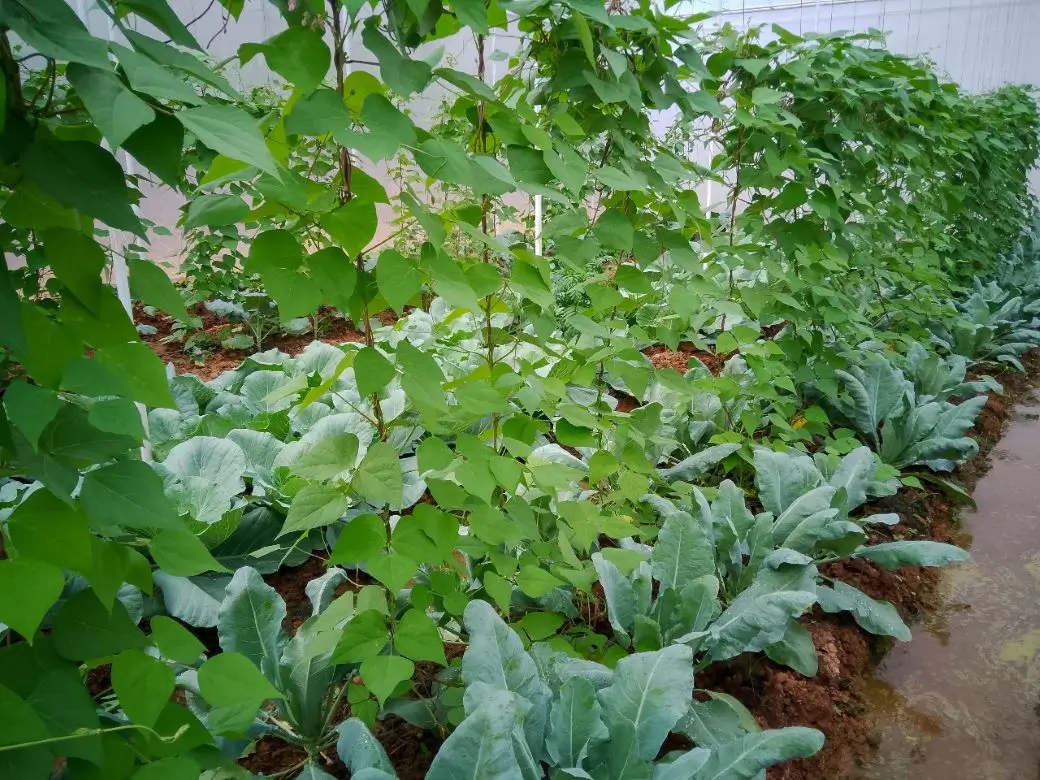 Farm at Gampola