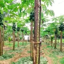 Mahiyanganaya Farm