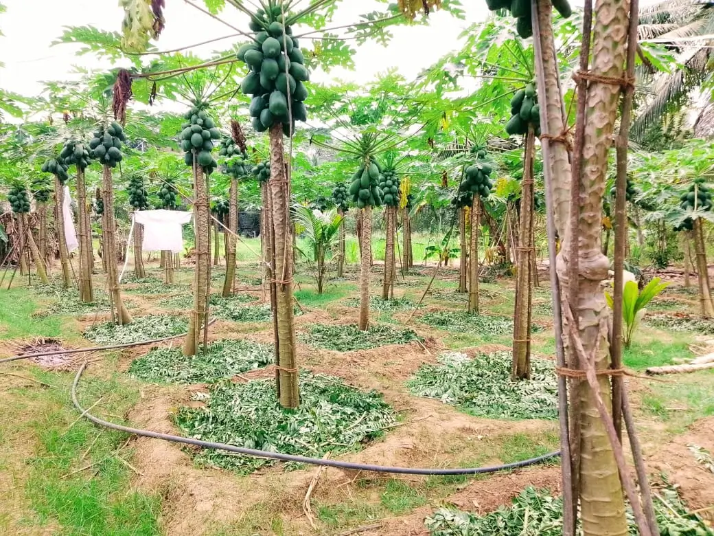 Farm at Mahiyanganaya