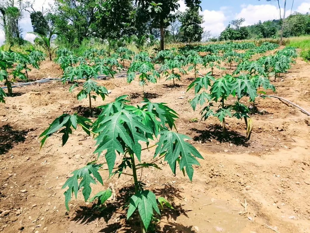 Farm at Mahiyanganaya