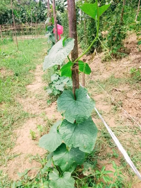 Farm at Mahiyanganaya