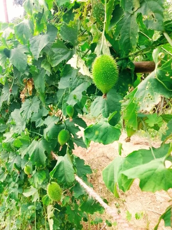 Farm at Mahiyanganaya