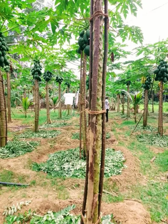 Farm at Mahiyanganaya