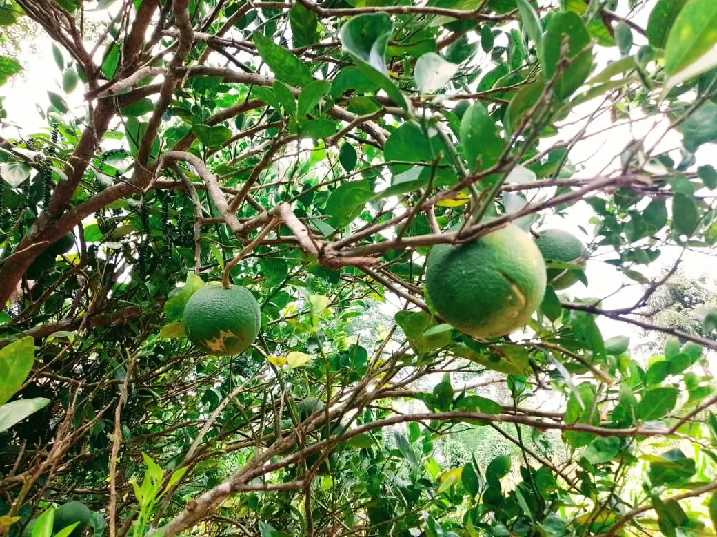 Farm at Mahiyanganaya