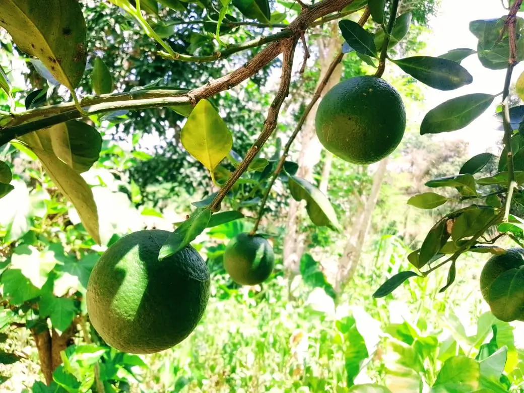 Farm at Mahiyanganaya