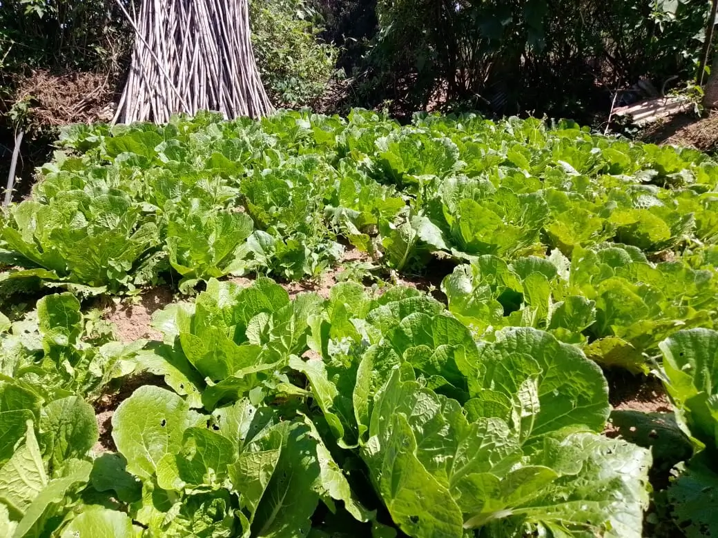 Farm at Mahiyanganaya