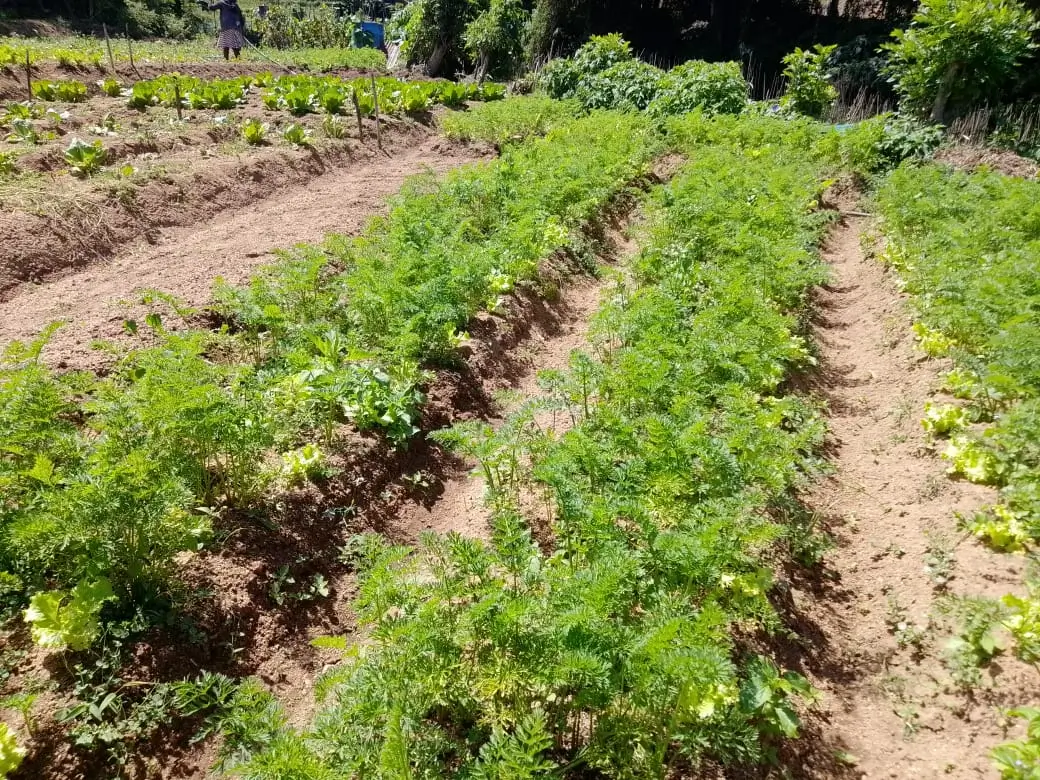 Farm at Mahiyanganaya
