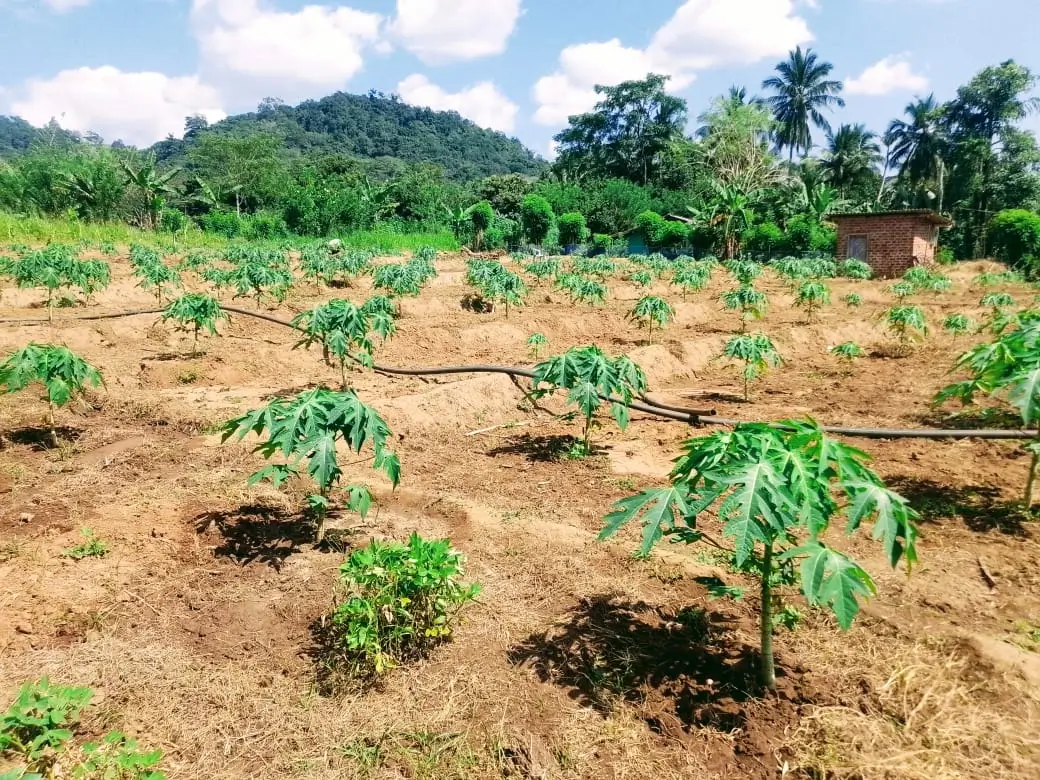 Farm at Mahiyanganaya