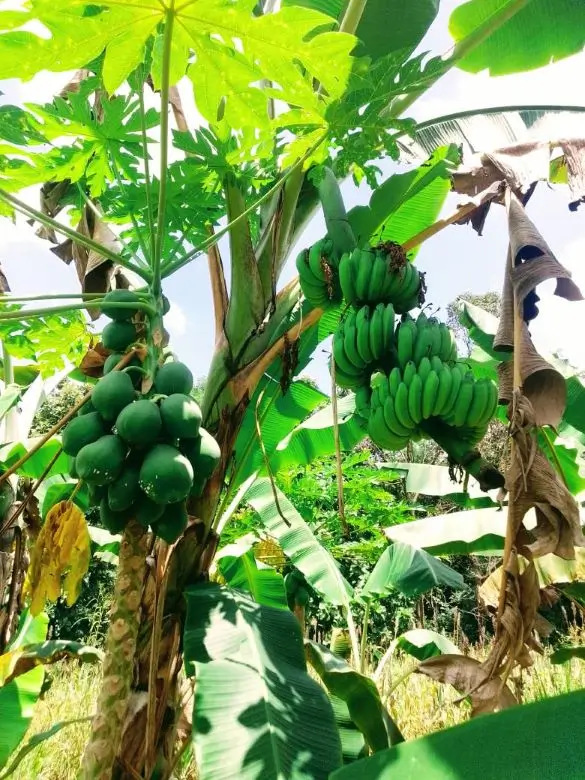 Farm at Mahiyanganaya