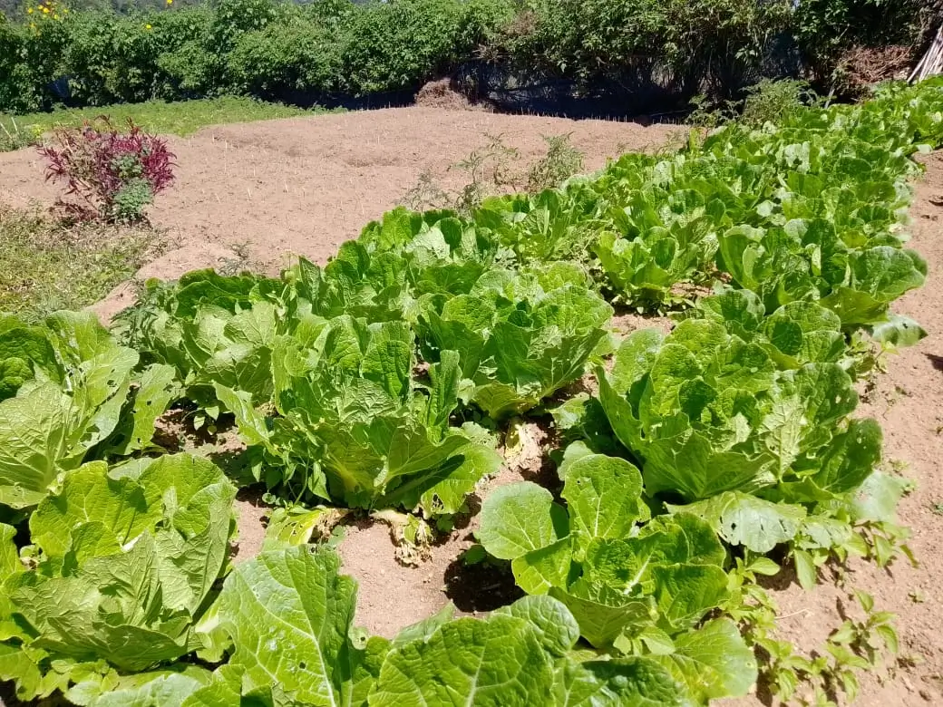 Farm at Bandarawela