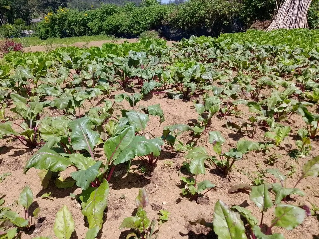 Farm at Bandarawela