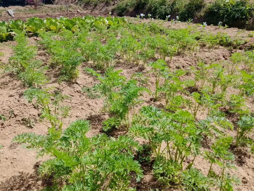 Farm at Bandarawela