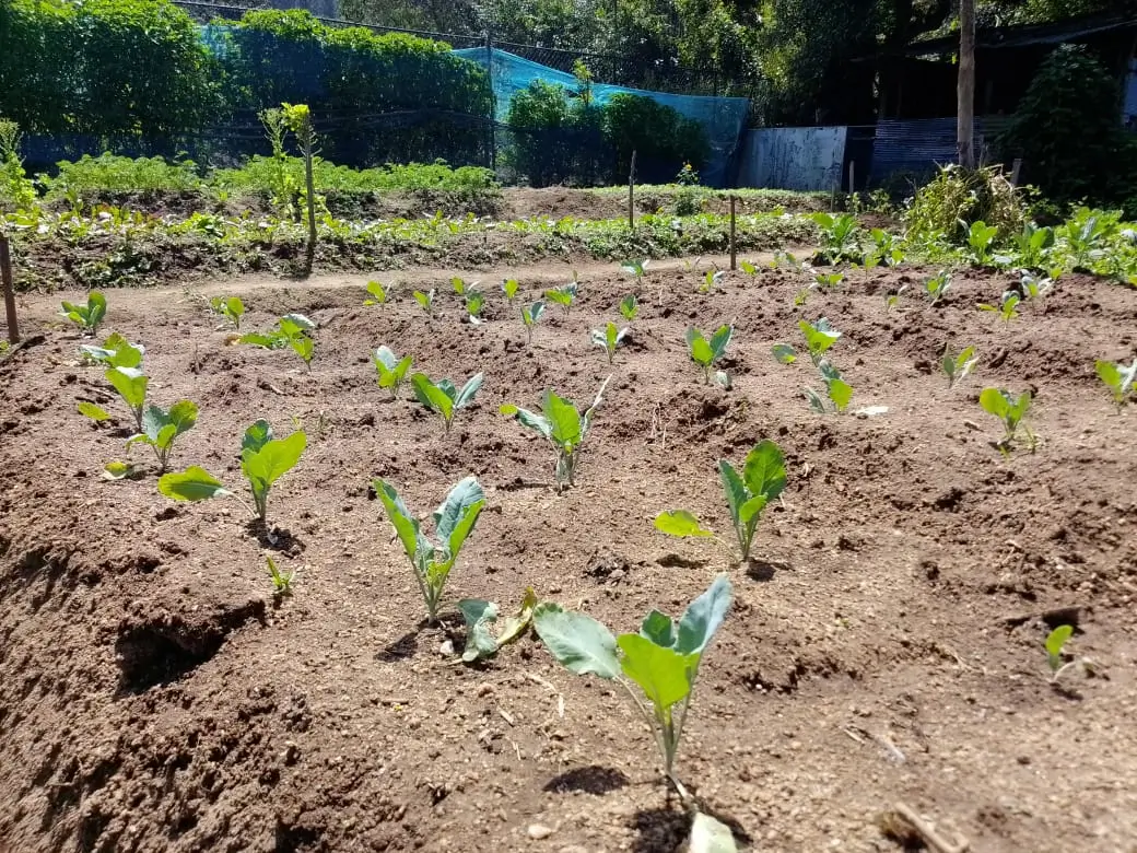 Farm at Bandarawela