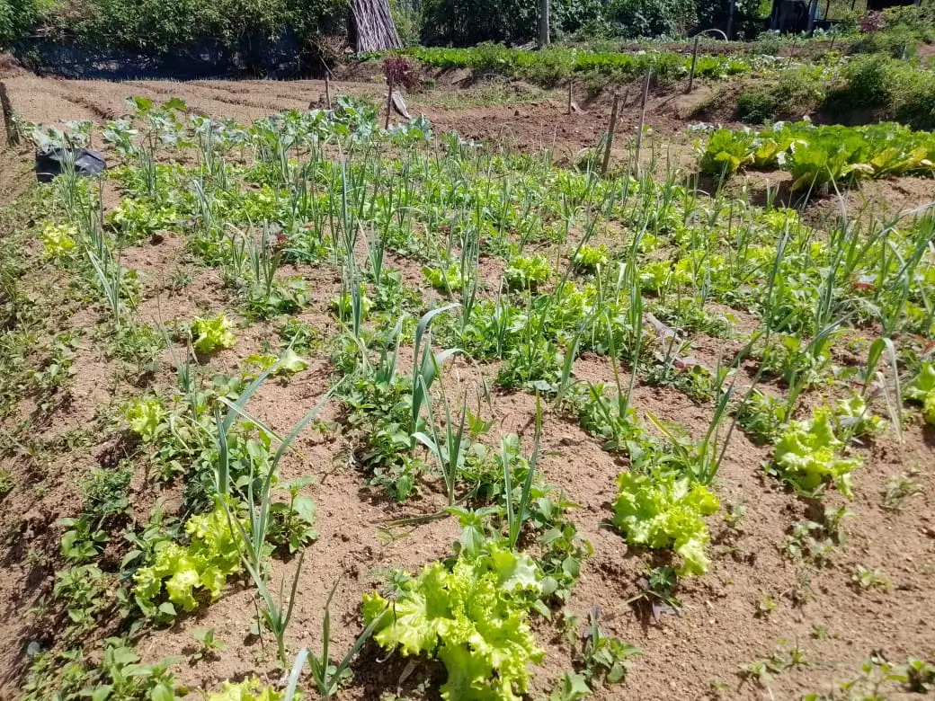 Farm at Bandarawela