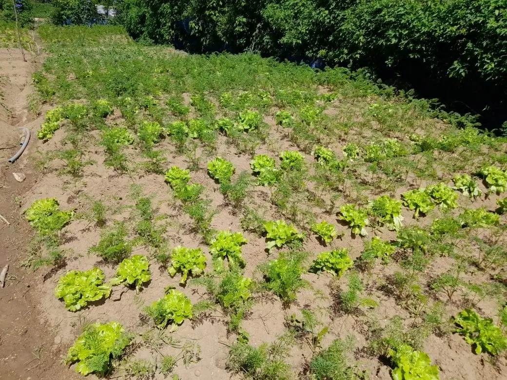 Farm at Bandarawela