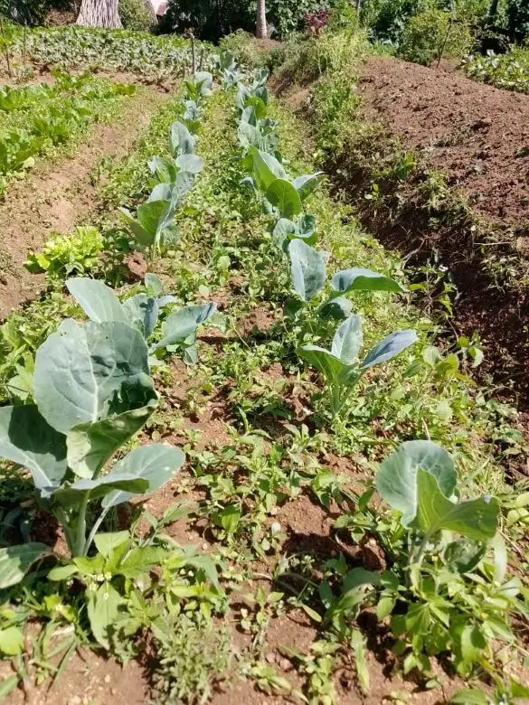 Farm at Bandarawela