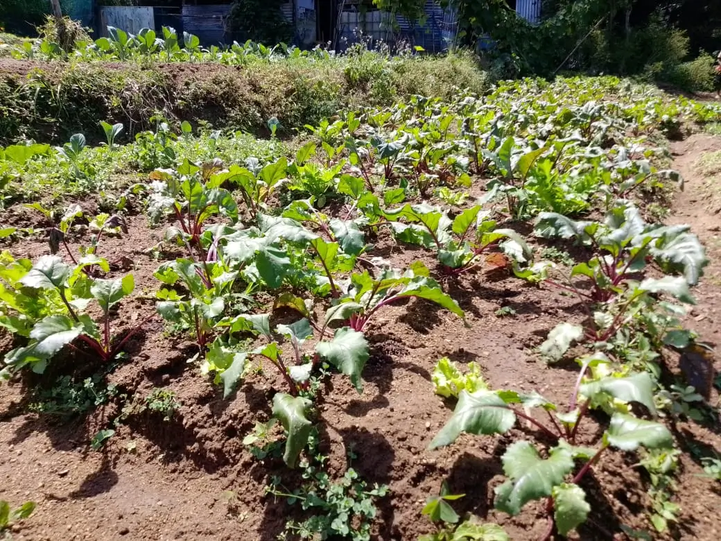 Farm at Bandarawela