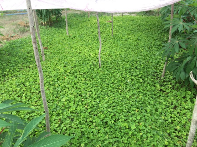 Farm at Puttalam