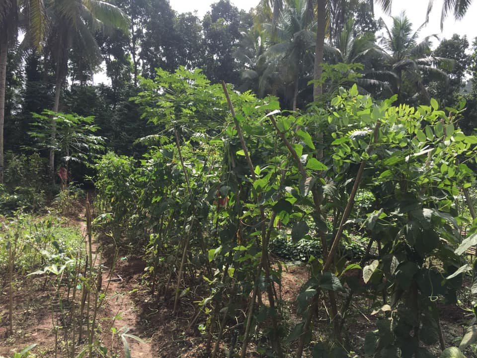 Farm at Rambukkana