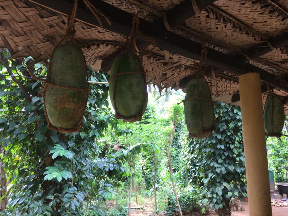 Farm at Rambukkana