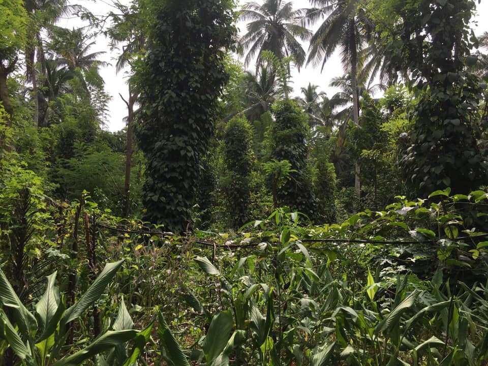 Farm at Rambukkana