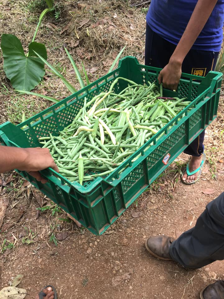 Farm at Rambukkana