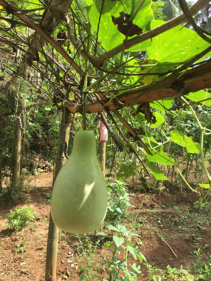 Farm at Rambukkana