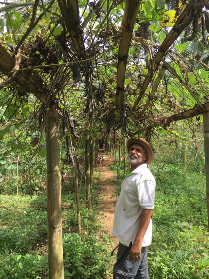 Farm at Rambukkana