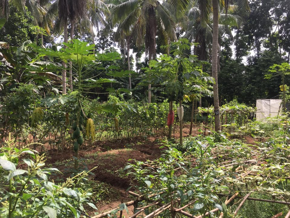 Farm at Rambukkana