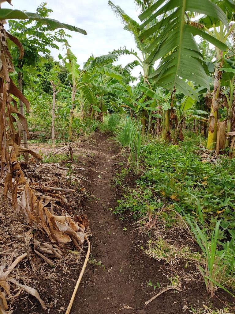 Farm at Sigiriya