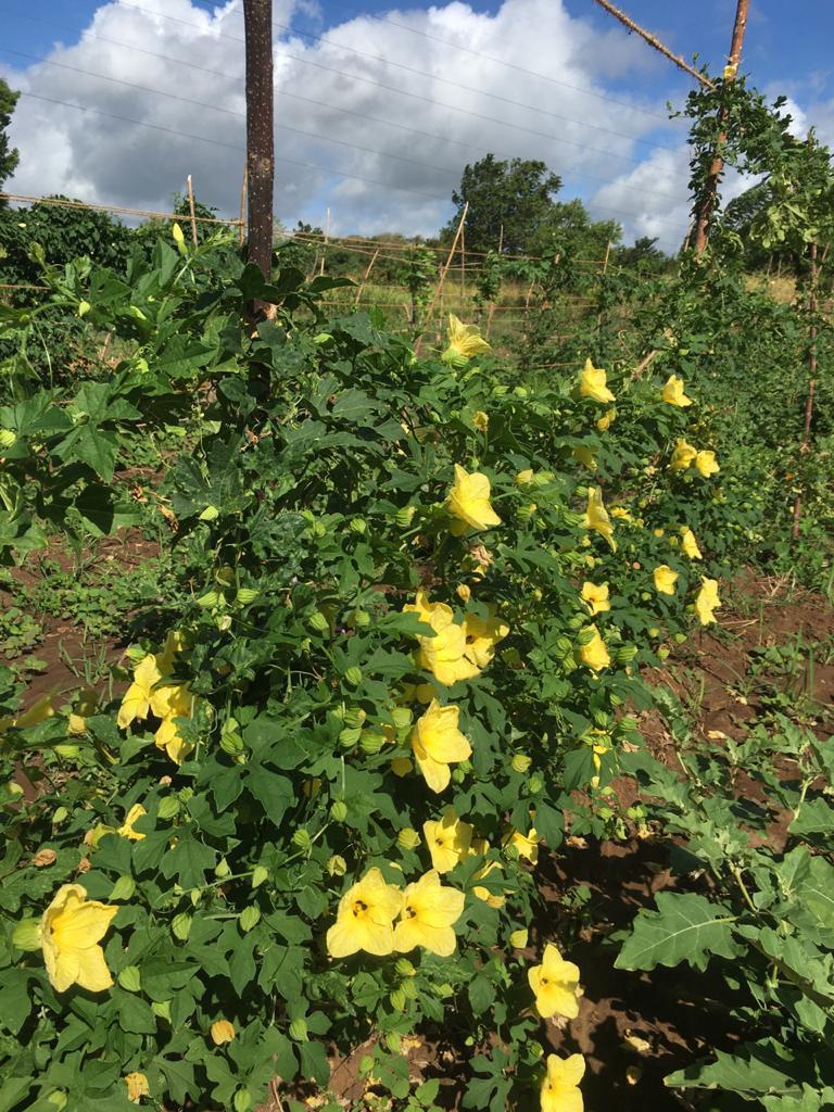 Farm at Sigiriya