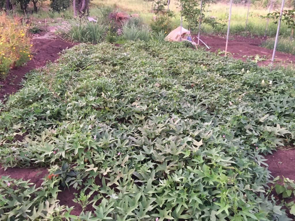 Farm at Sigiriya