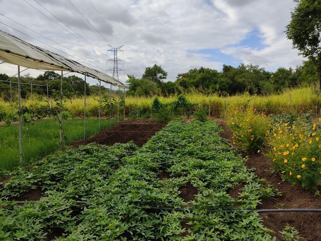 Farm at Sigiriya