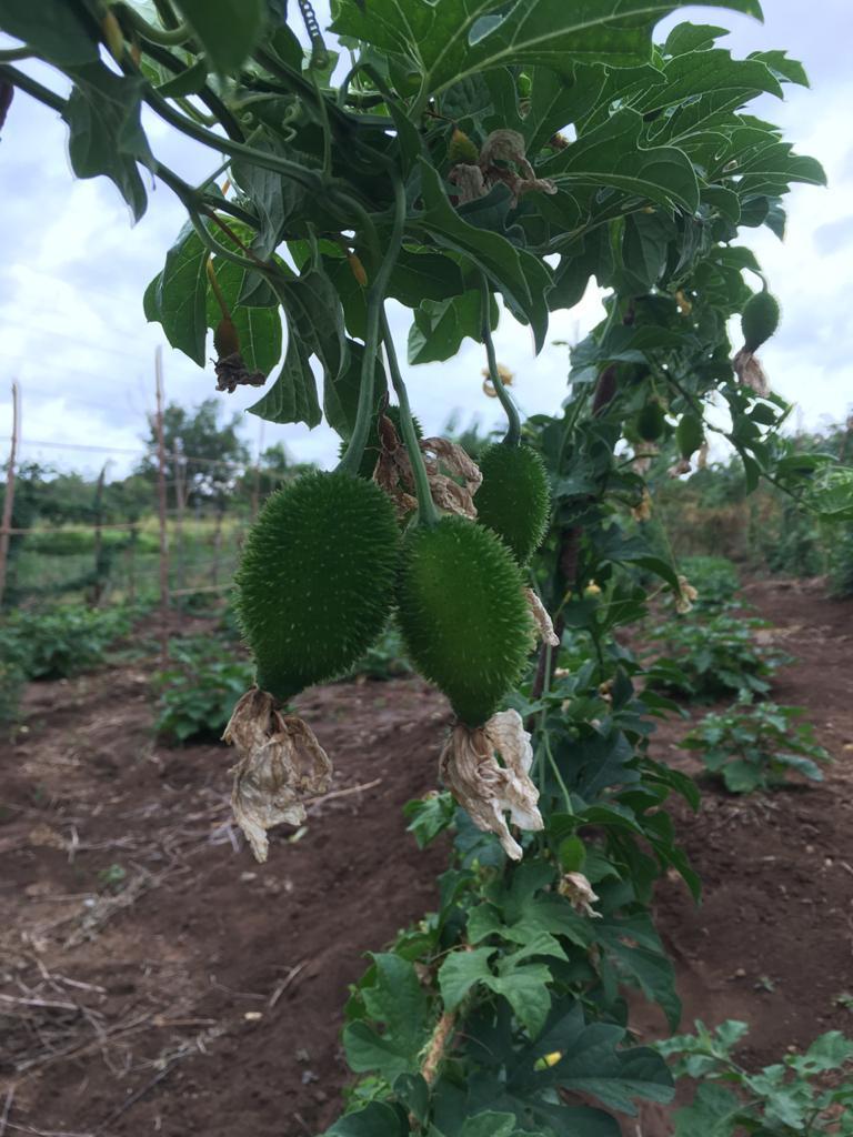 Farm at Sigiriya