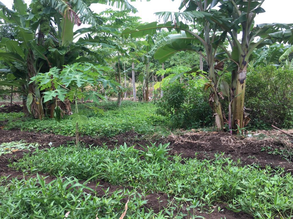 Farm at Sigiriya