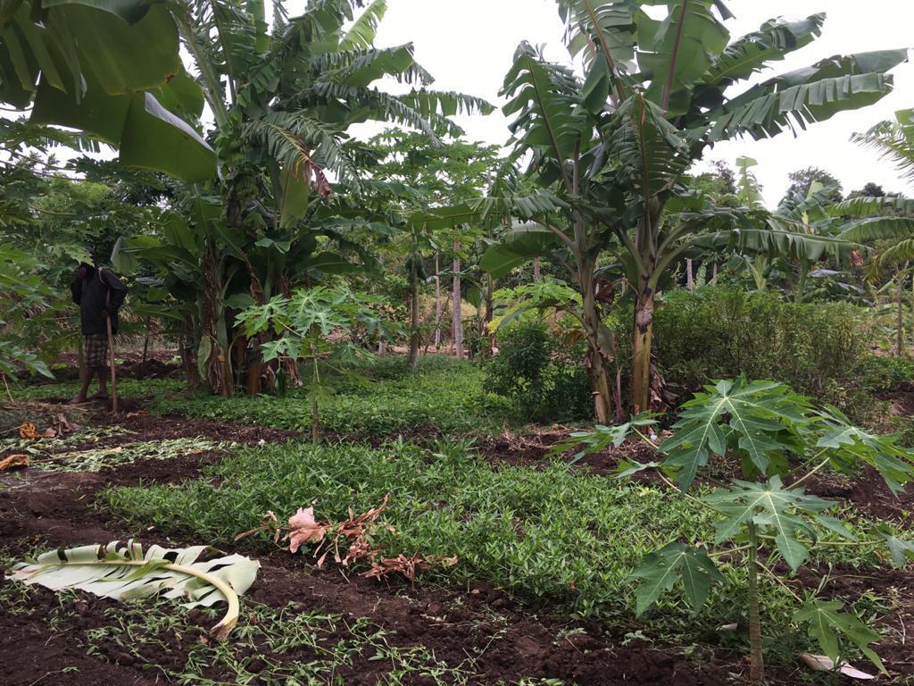 Farm at Sigiriya