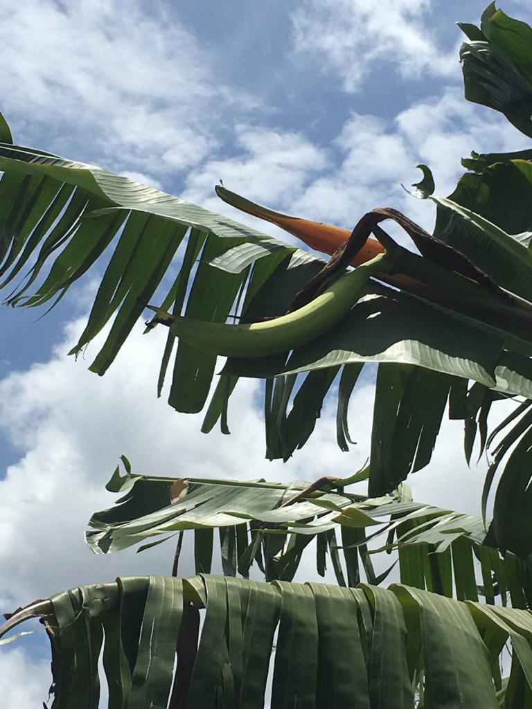 Farm at Sigiriya