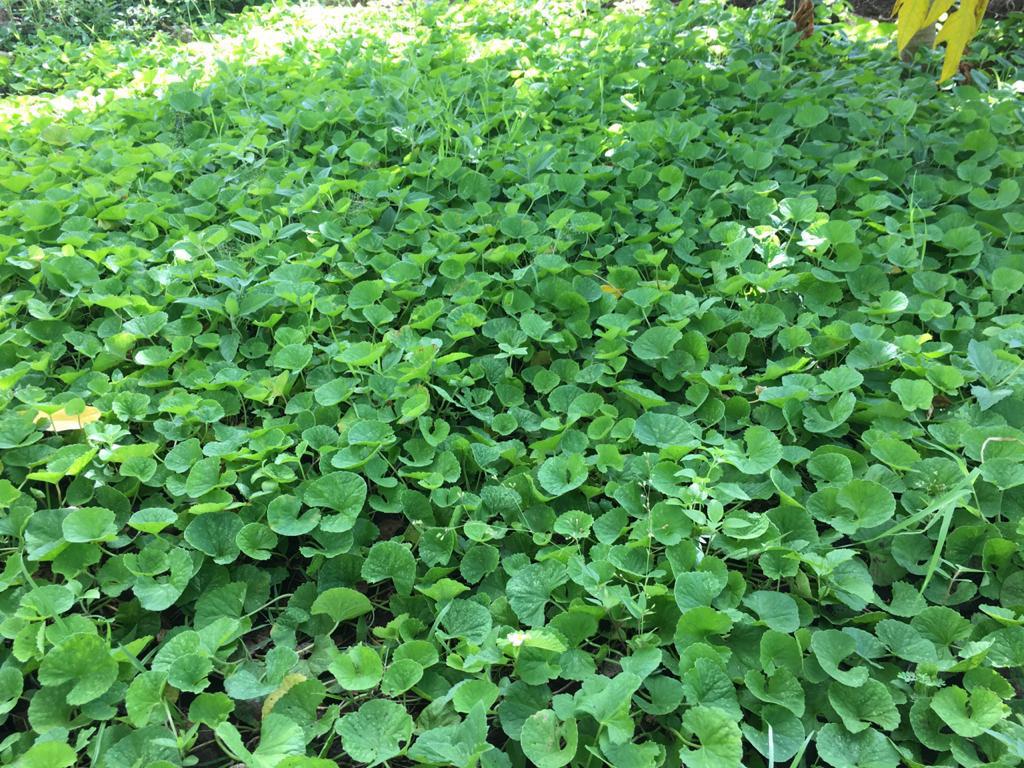 Farm at Sigiriya