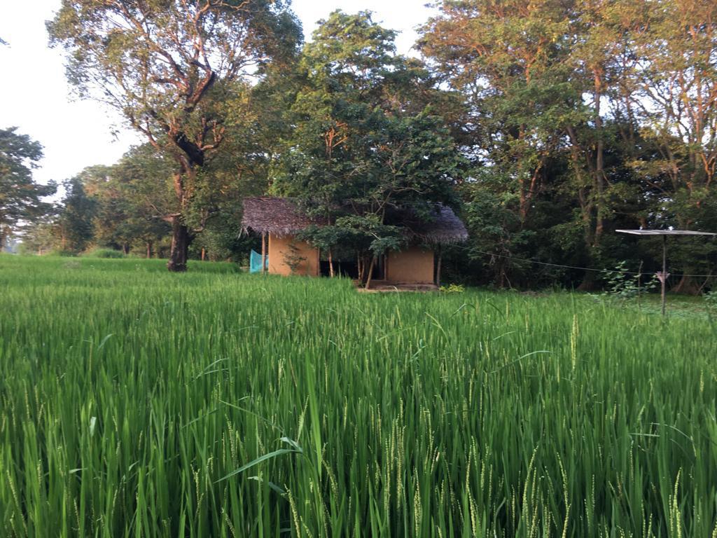 Farm at Sigiriya