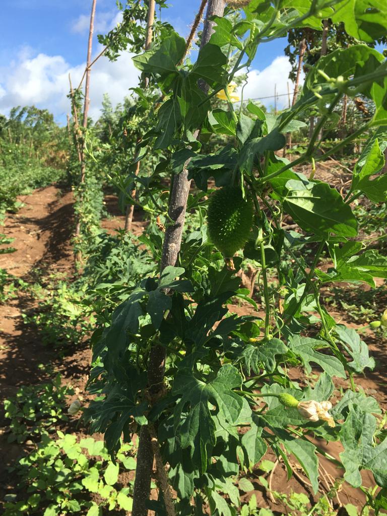 Farm at Sigiriya