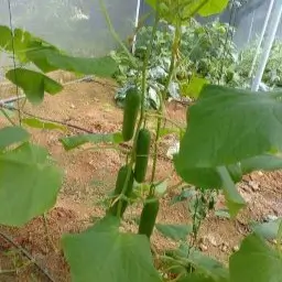 Farm at Thalawathugoda