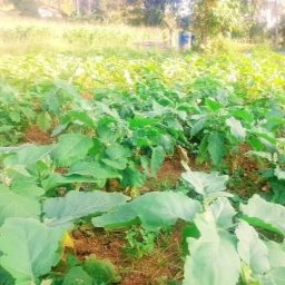 Farm at Walapane