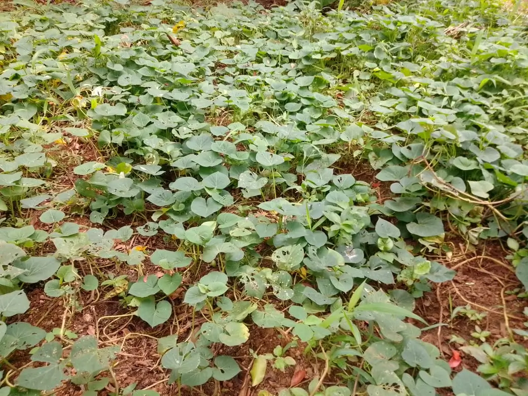 Farm at Walapane