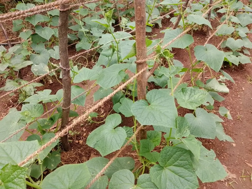 Farm at Walapane