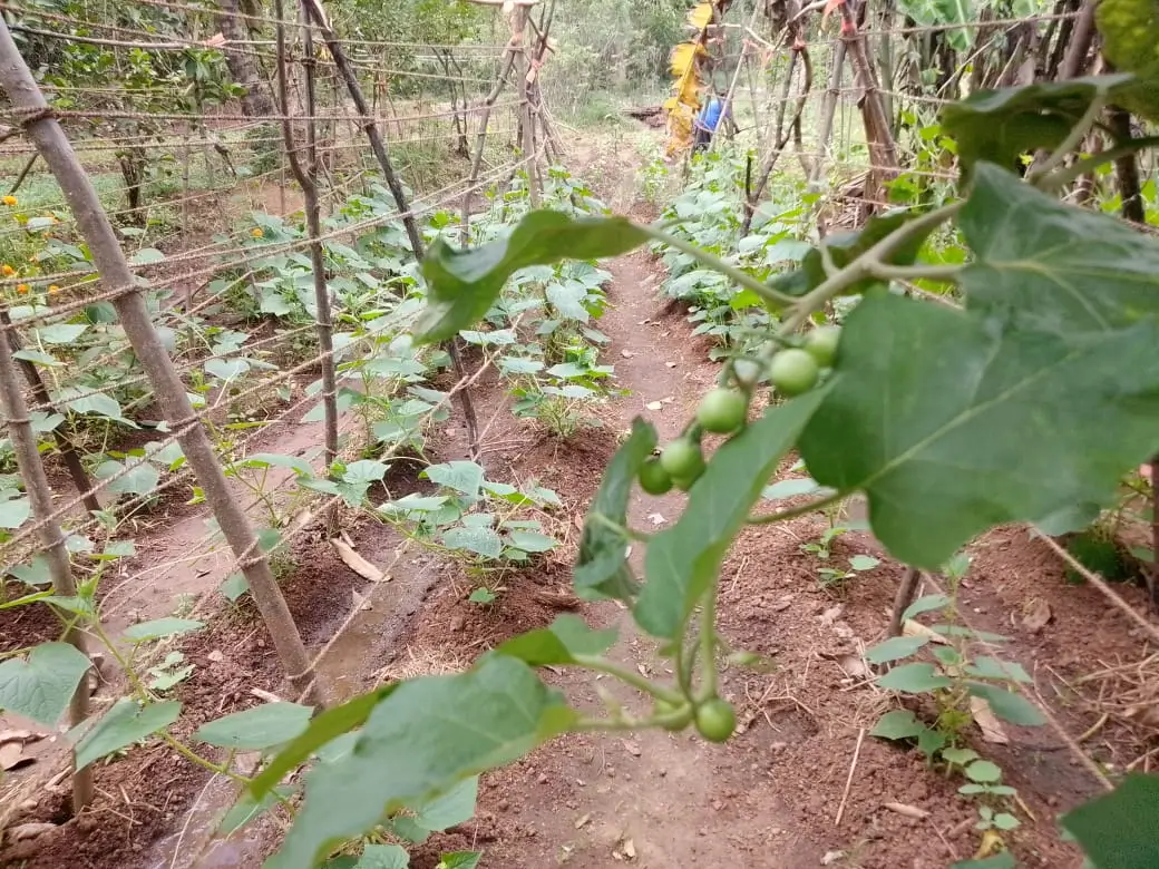 Farm at Walapane