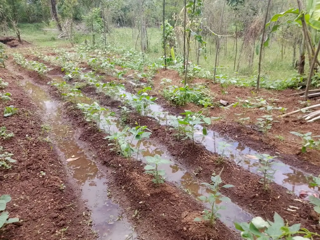 Farm at Walapane