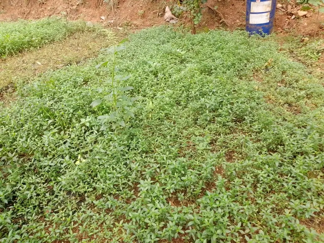 Farm at Walapane