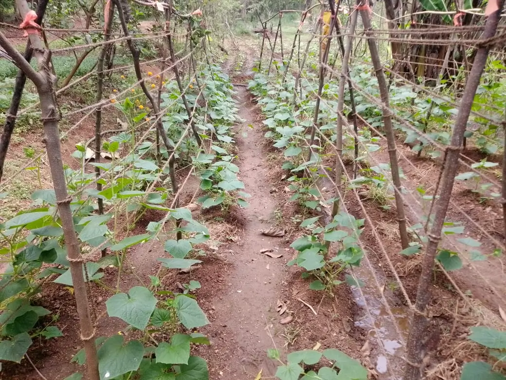 Farm at Walapane