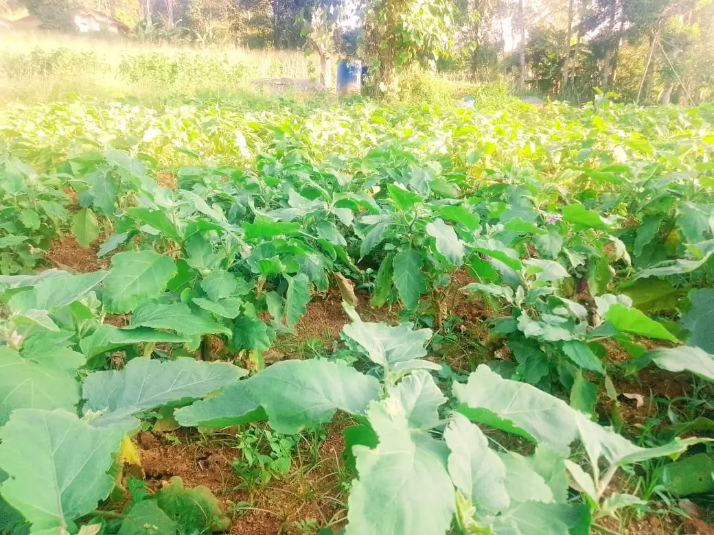 Farm at Walapane